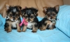 Adorable and healthy cute Yorkie puppies for sale